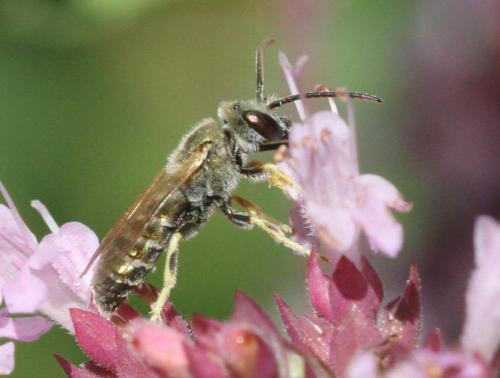 Seladonia submediterranea